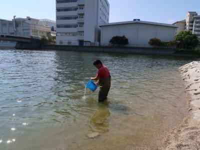 クルマエビの放流 (2)