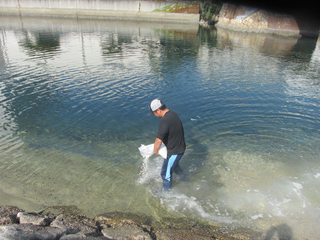 カキ殻散布