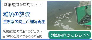 稚魚の放流