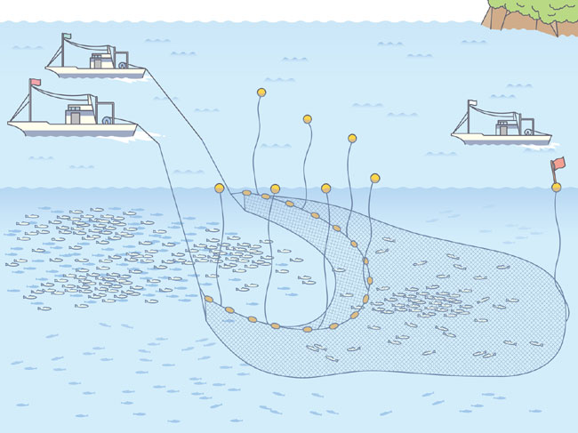 いかなご漁やシラス漁を行う船曳き漁