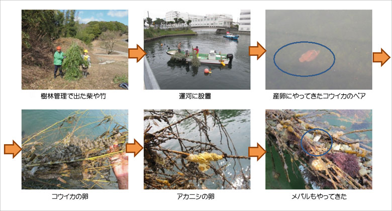 生物多様性向上の実験